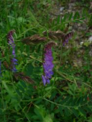 2013-07-07_Kotalm-Jochberg (012).JPG